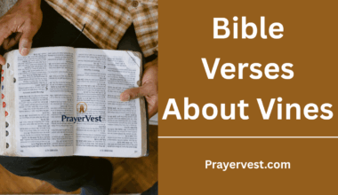 Bible Verses About Vines
