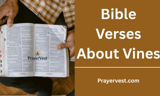 Bible Verses About Vines